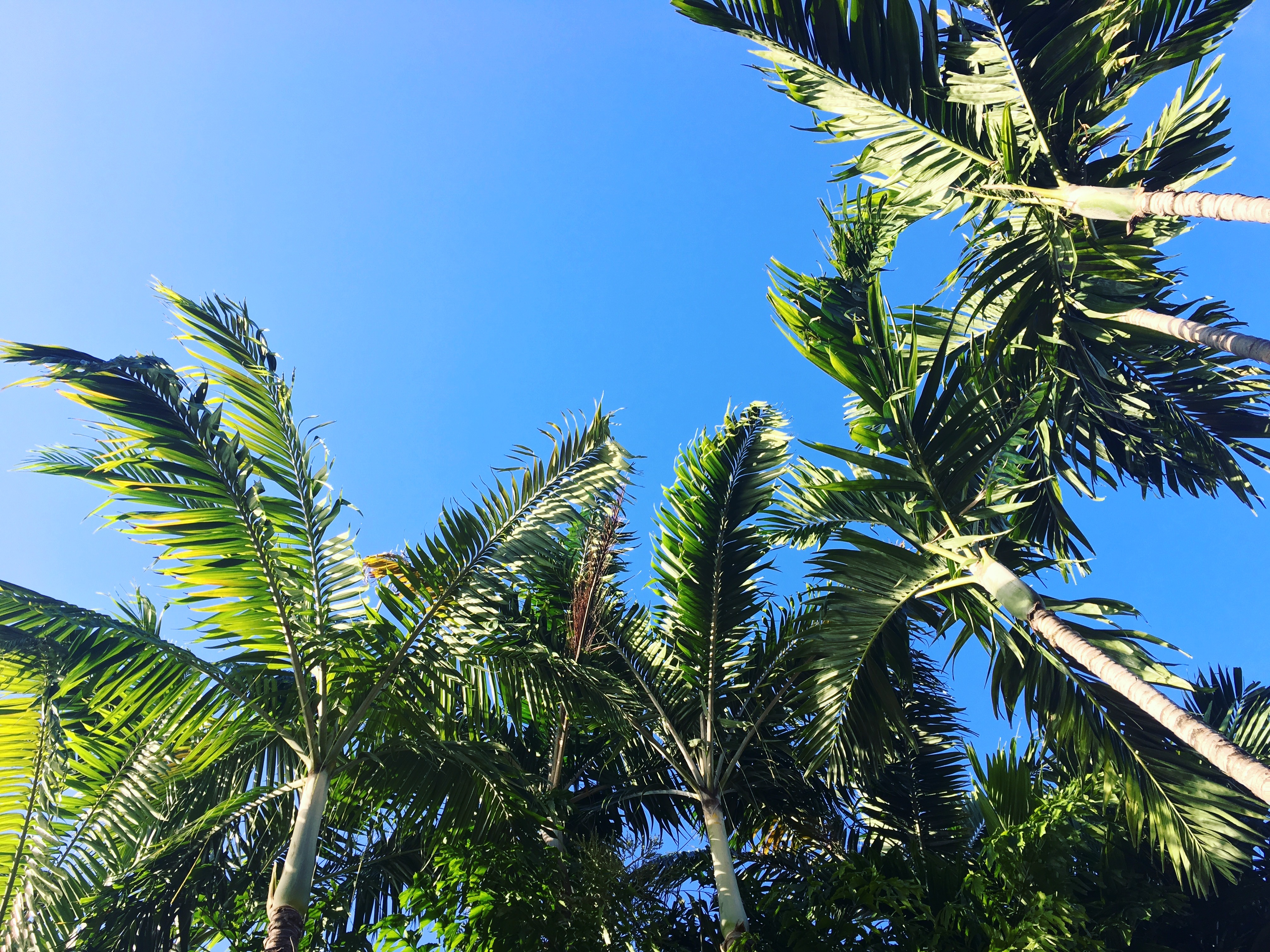 Palm trees against clear sky